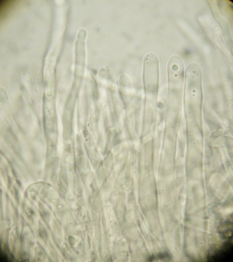 Stereum sanguinolentum?